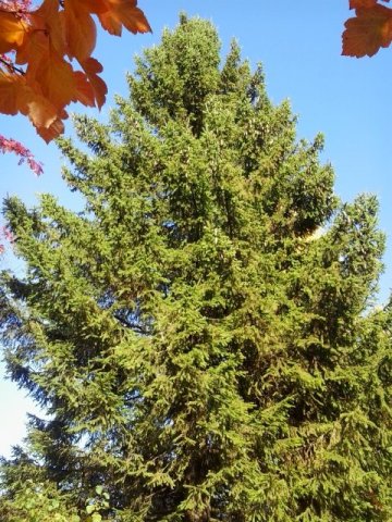 Picea abies